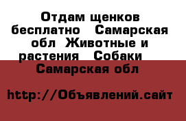 Отдам щенков бесплатно - Самарская обл. Животные и растения » Собаки   . Самарская обл.